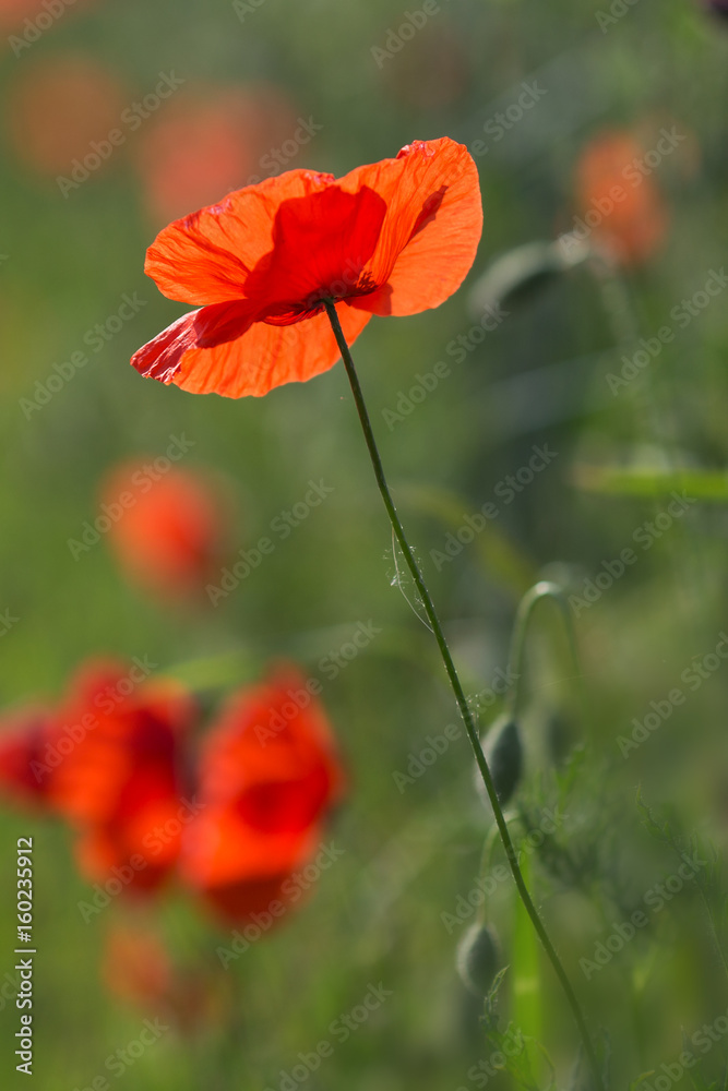 Naklejka premium Mohn