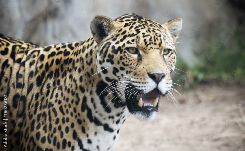 Naklejka premium A Jaguar Stalking Its Prey in the Wild