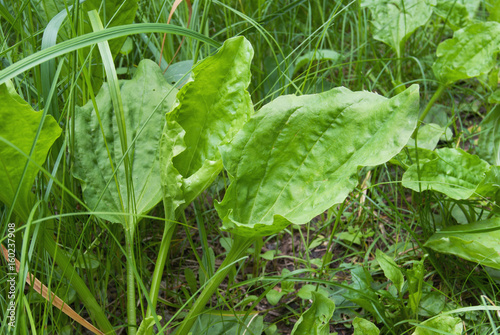 Foto Large juicy leaves of plantain in the forest