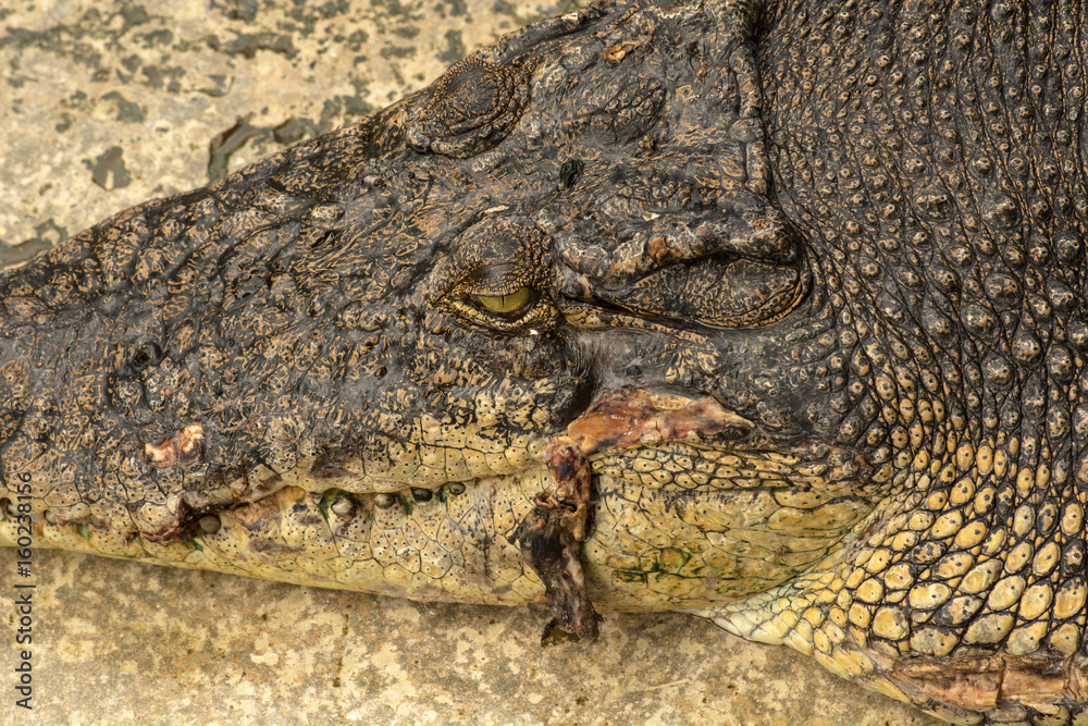 Close up picture of crocodile head in the water in Sandakan Crocodile farm, the biggest crocodile farm in Malaysia Close up picture of crocodile head in the water in Sandakan Crocodile farm, the biggest crocodile farm in Malaysia