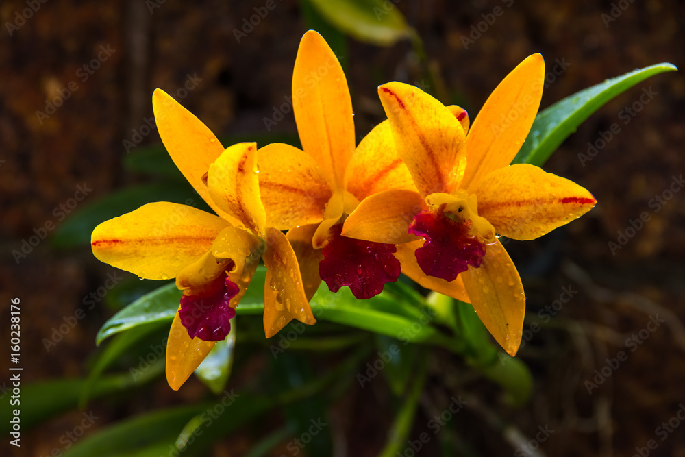 Obraz premium yellow orchid on the sandstone background
