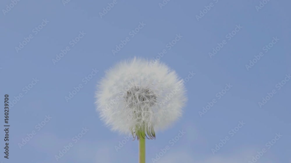 Fluffy dandelion flower against the sky. FHD stock footage. Fluffy dandelion flower against the sky. FHD stock footage.
