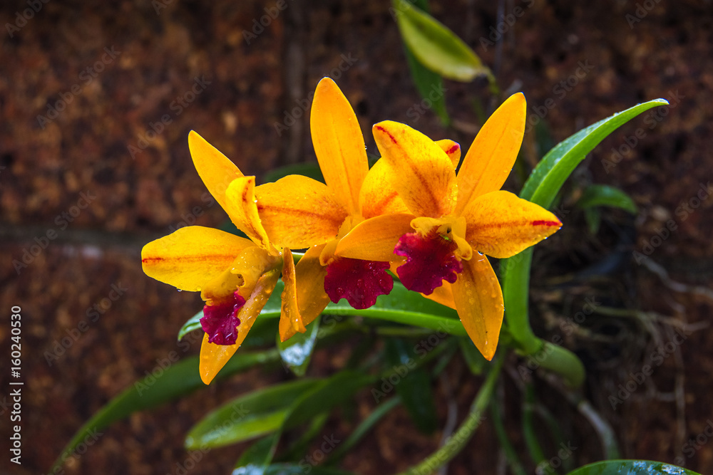 Obraz premium yellow orchid on the sandstone background