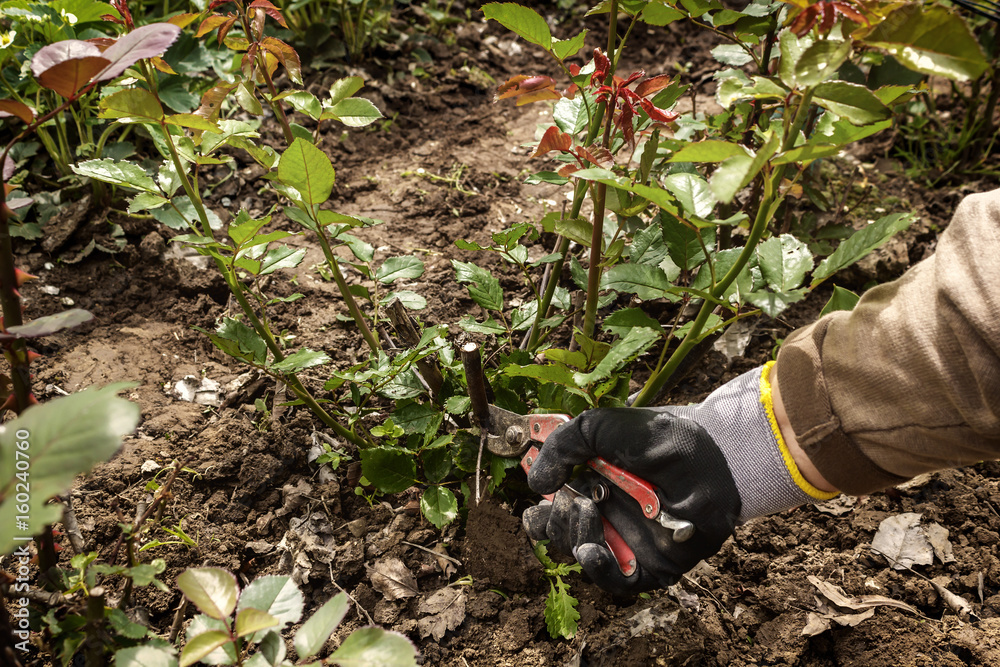 Fototapeta premium Gardener cuts the rose bush with a pruner. Work in the garden