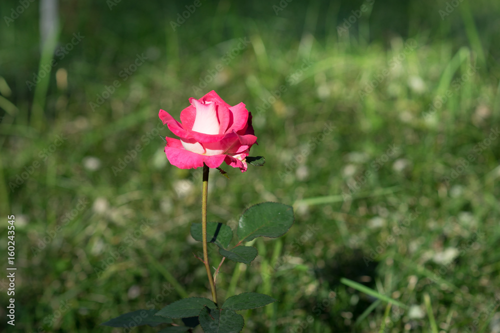 Bud beautiful rose pink color against the dark green of leaves and grass in the bright sunlight