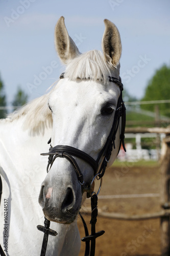 Head shot closeup of a young horse on show jumping event © acceptfoto