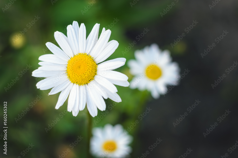 Fototapeta premium Beautiful daisy flower. Three blooming chamomiles. Close-up, shallow DOF.