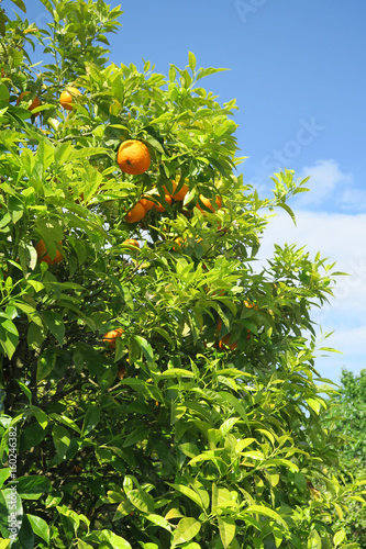 Orange Tree in an orchard 1. 