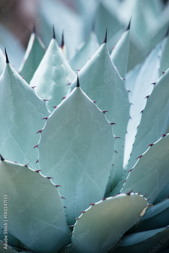 Obraz premium Succulent plant