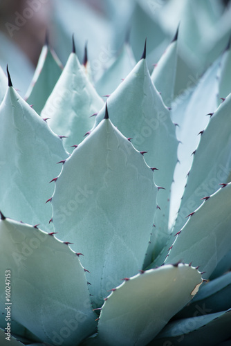 Succulent plant
