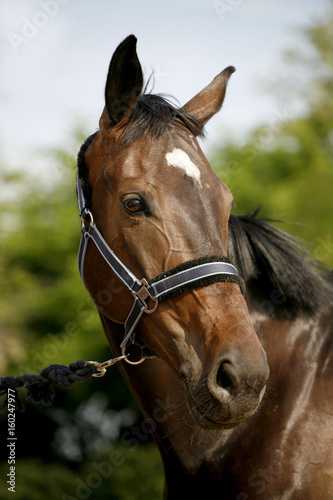 Head shot of a sporting horse against green background