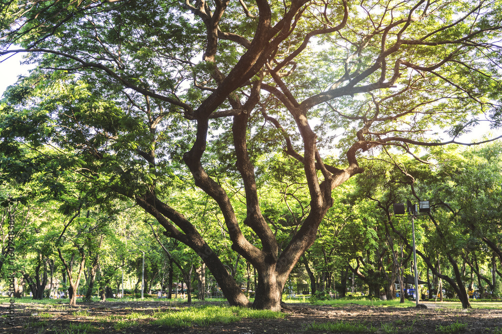 Green trees during the morning sunrise in the park. Green trees during the morning sunrise in the park.