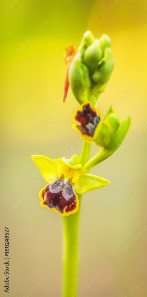 Obraz premium Wild Mountain Flower Macro from Sicily