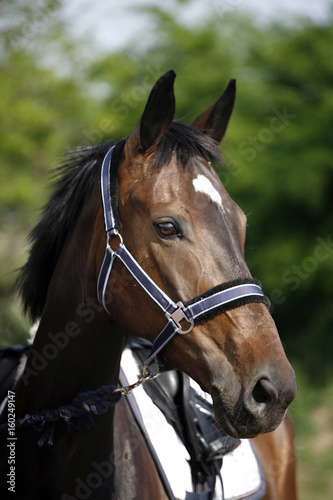 Show jumper horse head closeup against green natural background © acceptfoto