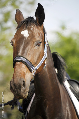 Beautiful sport horse head closeup on show jumping event