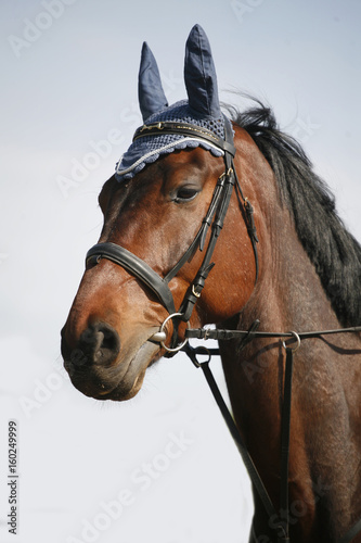 Purebred racehorse head against blue sky background
