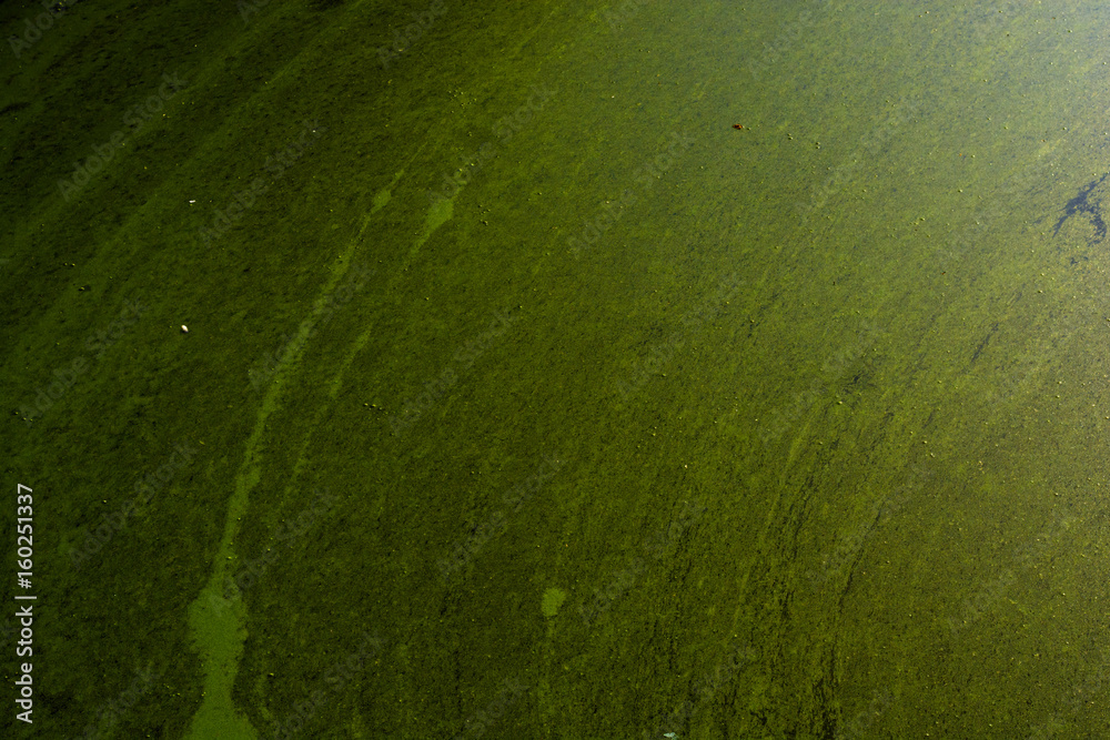 abstract background of moss on water pond