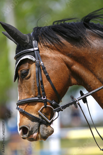 Head of a show jumper horse in action
