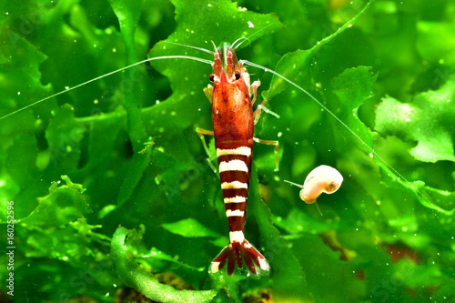 Rote Pinto Taiwan Bee Shadow Garnele multistripe auf Tang photo