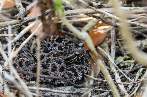 Dusky pigmy rattlesnake Sistrurus miliarius barbouri