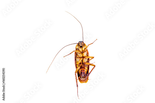 One cockroach isolated on white