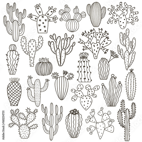 Cactus vector illustrations. Hand drawn cactus plants set