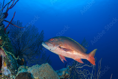 Schilderij op canvas A mutton snapper cruises through the deep tropical blue caribbean sea in grand cayman