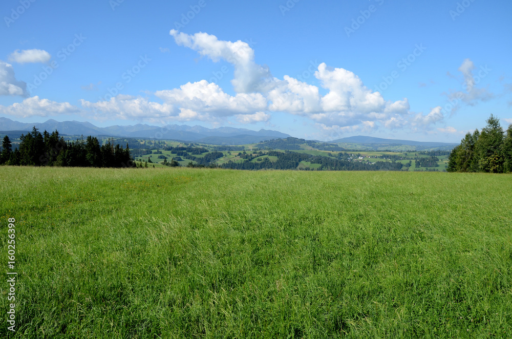 Meadow in the Tatra Mountains (Poland)