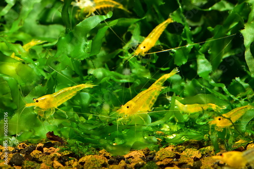 Gelbe Garnelen auf Süßwassertang