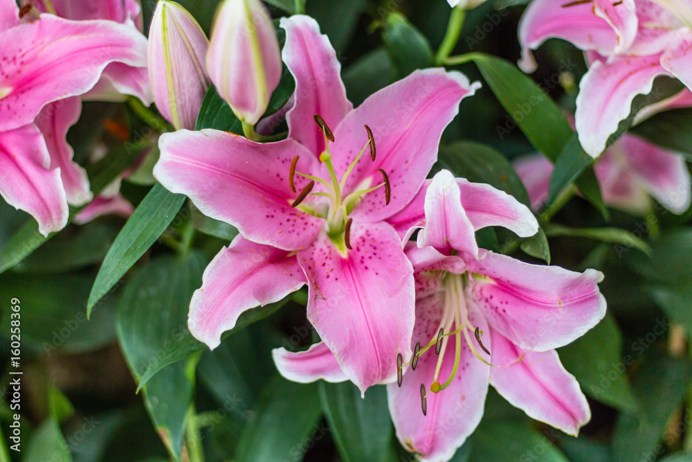 The color pink and lily flowers are symbolic of luxury famous in Thailand The color pink and lily flowers are symbolic of luxury famous in Thailand
