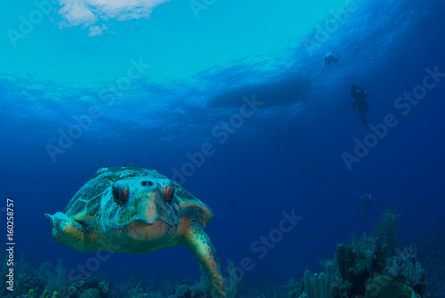 A loggerhead sea turtle swims through the deep blue ocean in Grand Cayman, Caribbean. The majestic reptile is so old he has barnacles on his shell. This unfortunate guy has lost a fin. © drew
