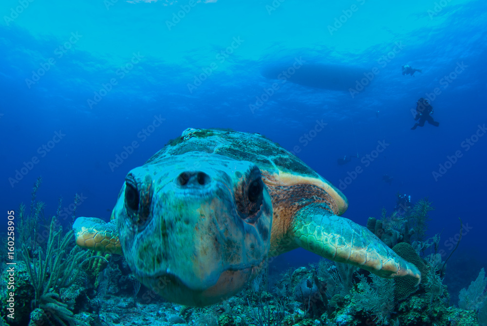 Obraz premium A loggerhead sea turtle swims through the deep blue ocean in Grand Cayman, Caribbean. The majestic reptile is so old he has barnacles on his shell. This unfortunate guy has lost a fin.