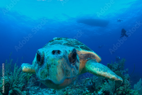 A loggerhead sea turtle swims through the deep blue ocean in Grand Cayman, Caribbean. The majestic reptile is so old he has barnacles on his shell. This unfortunate guy has lost a fin. © drew