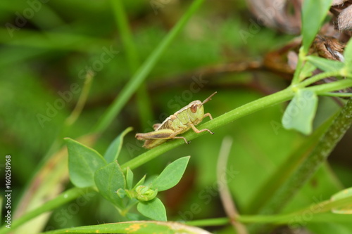 hidden grasshoppers insects on the grass