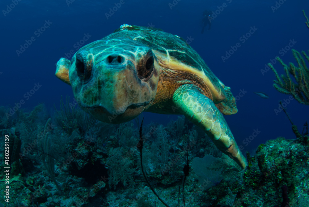 Fototapeta premium A loggerhead sea turtle swims through the deep blue ocean in Grand Cayman, Caribbean. The majestic reptile is so old he has barnacles on his shell. This unfortunate guy has lost a fin.