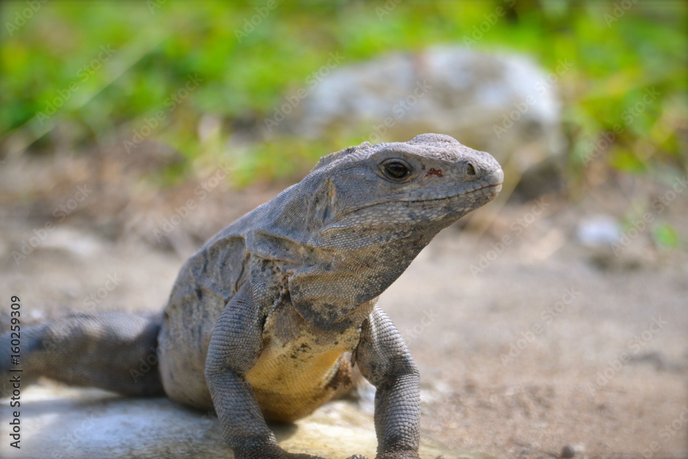 Lazy Lizard Lazy Lizard