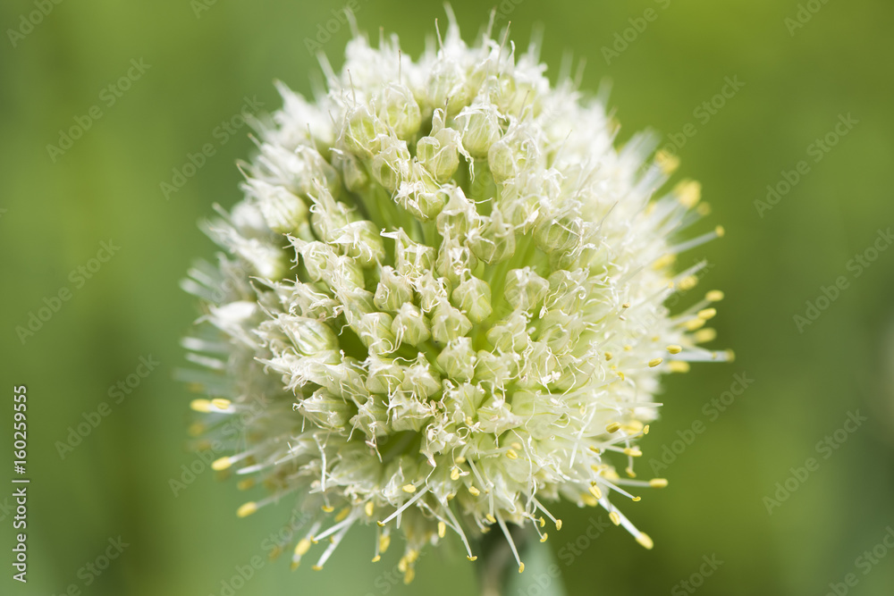 Winterheckzwiebel Lauch allium fistulosum Winterheckzwiebel Lauch allium fistulosum