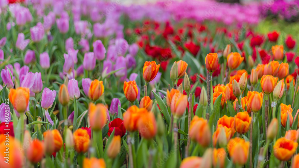 The color yellow, red, purple and tulip are symbolic of luxury famous in Thailand The color yellow, red, purple and tulip are symbolic of luxury famous in Thailand