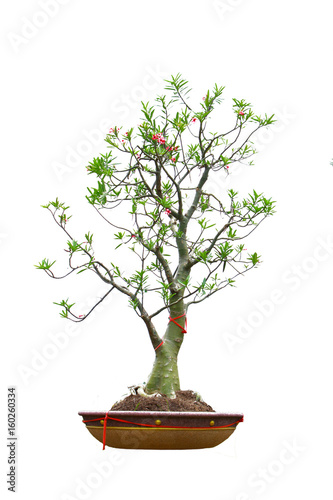 Impala Lily tree in pot beautiful and best flower on withe isolated