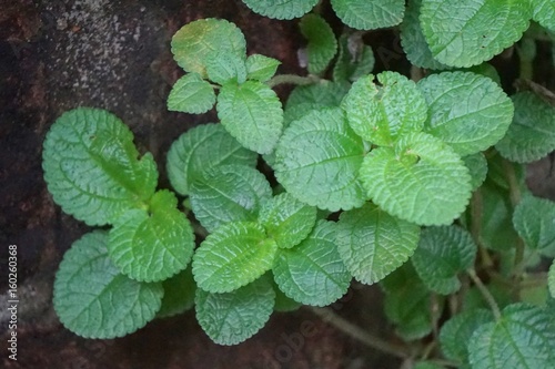 Mint leaves © yuttasart