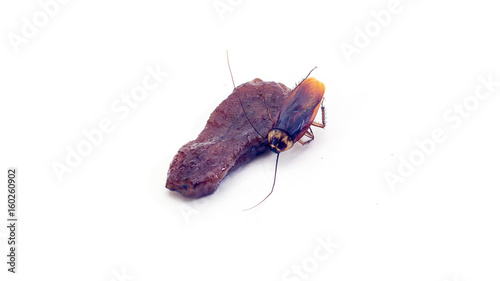 Cockroach eating preserved banana isolated on white