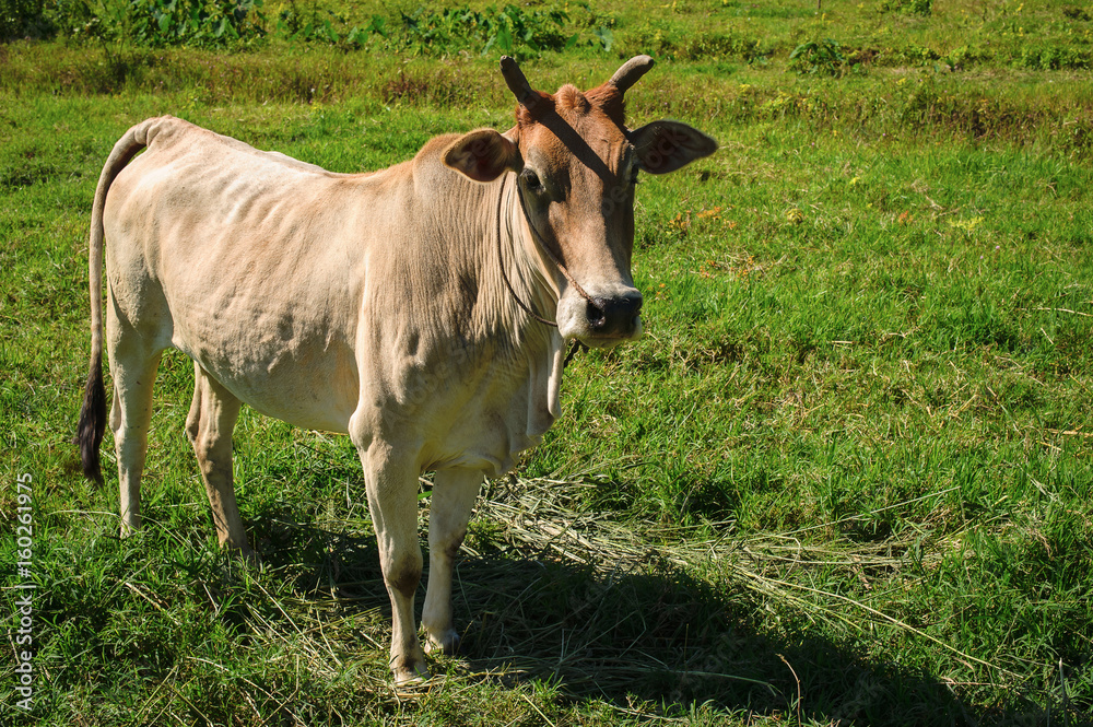 In the afternoon, the brown cow standing in a meadow greenery. On a clear day