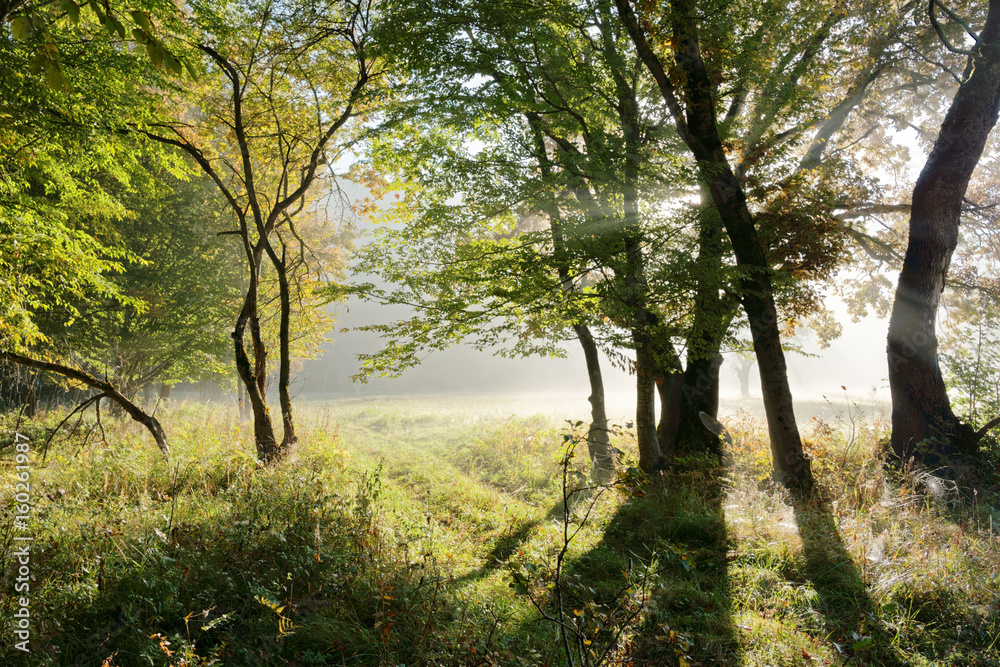 Autumn misty morning and sunny rays making their way through the branches. Caucasus. Russia. The Caucasian reserve. Cordon Guzeripl Autumn misty morning and sunny rays making their way through the branches. Caucasus. Russia. The Caucasian reserve. Cordon Guzeripl