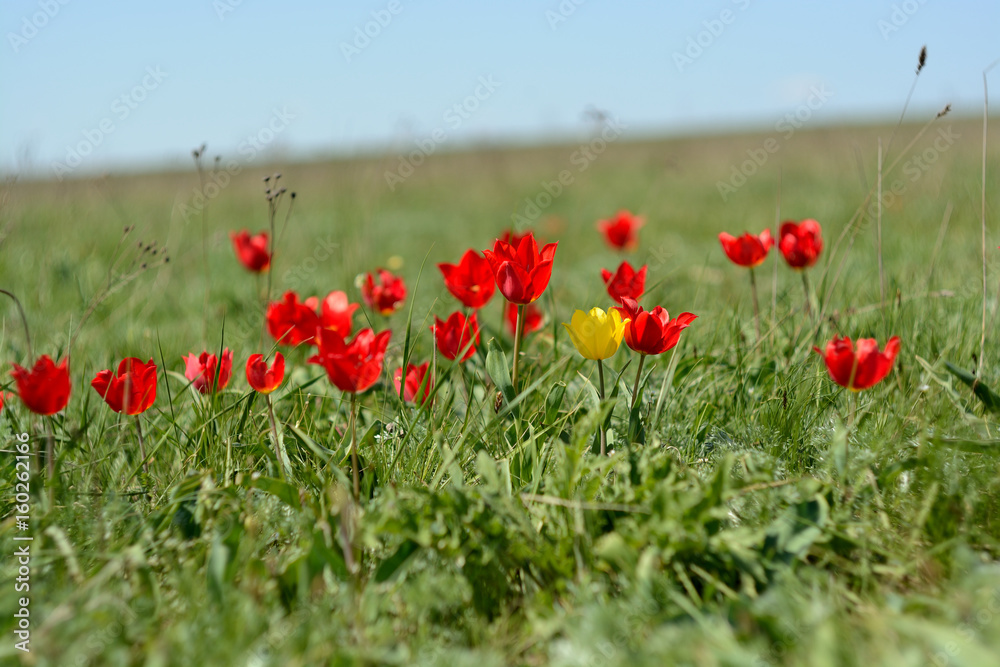 Fototapeta premium tulip
