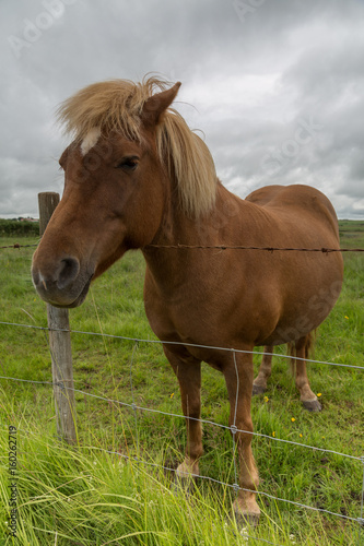 Cavallo Islandese,marrone