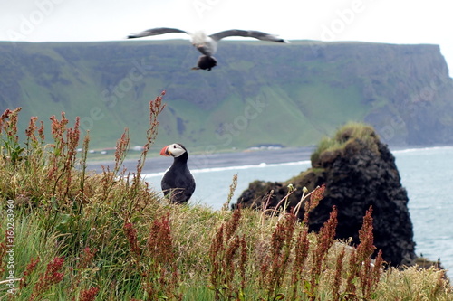 Puffin on the coast of Vik with a flying gull with food in its beak, Iceland photo