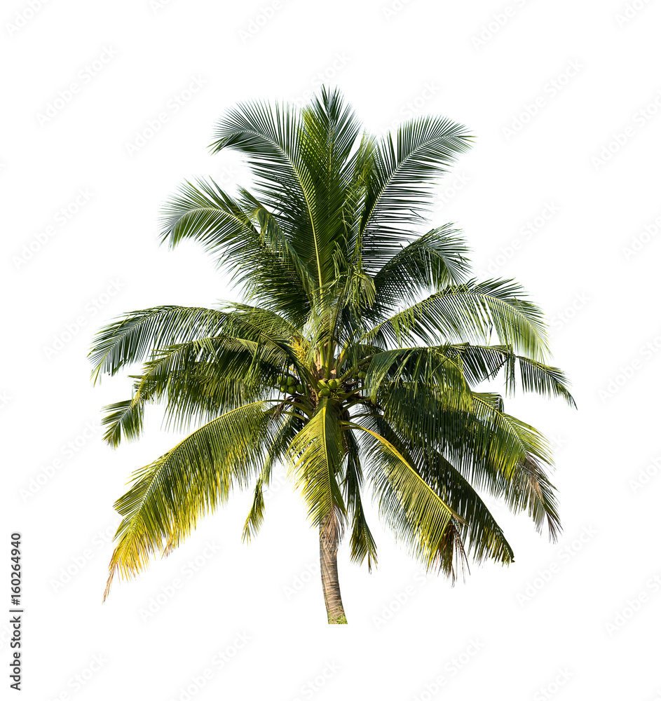 Obraz premium coconut trees on white background