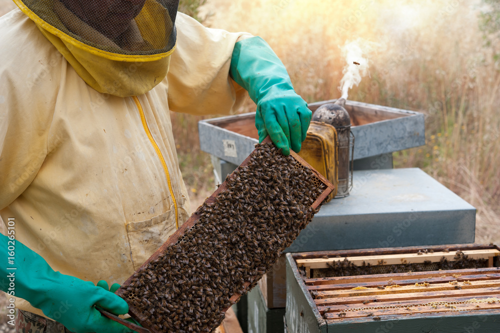 The beekeeper inspects the honeycomb and the hives The beekeeper inspects the honeycomb and the hives