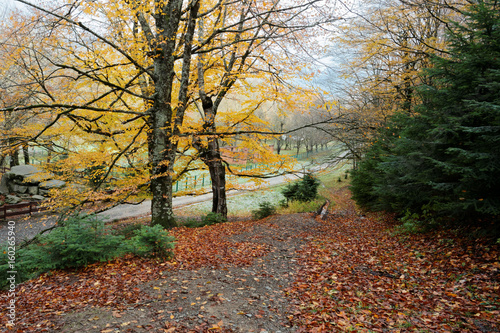 Beautiful landscape with magic autumn tree and fallen leaves in the mountains (harmony, relaxation - concept). . Caucasus. Russia. The Caucasian reserve. Cordon Guzeripl photo