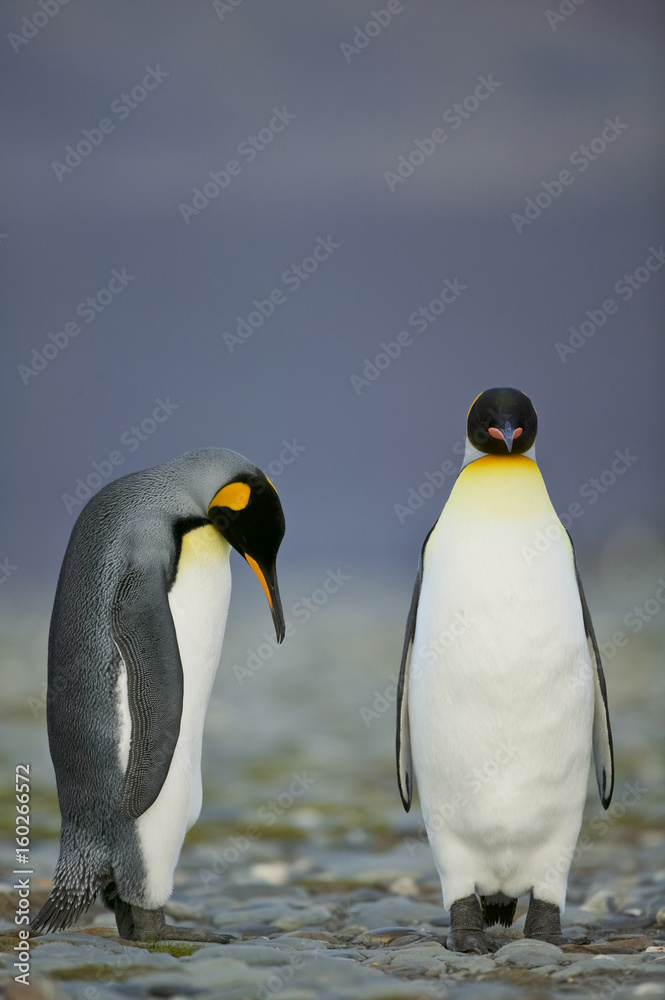 Fototapeta premium King Penguin (Aptenodytes patagonicus) performing a courtship ritual song